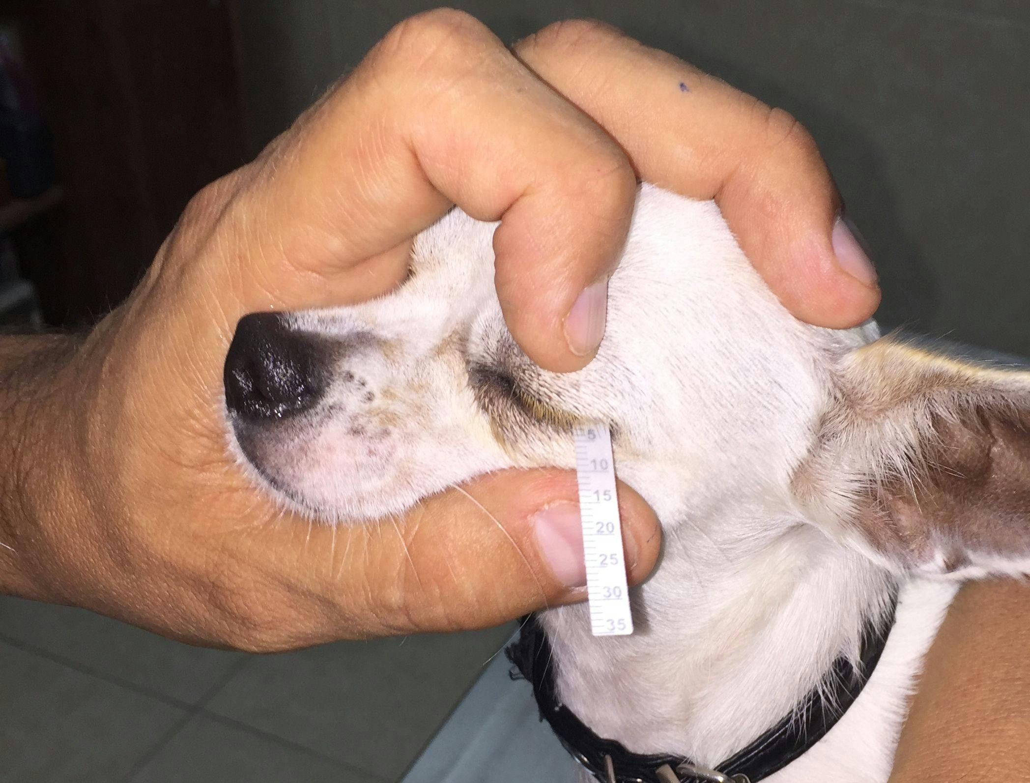Figure 5. Schirmer tear test 1 being conducted in a dog. Values of less than 15 mm/minute wetting of the test trip, in conjunction with the clinical signs seen in Figures 1 through 4, are pathognomonic of the disease.