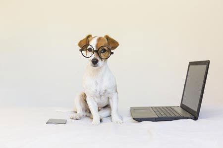 veterinary-dog-on-bed-on-laptop-450px-shutterstock-752202907.jpg