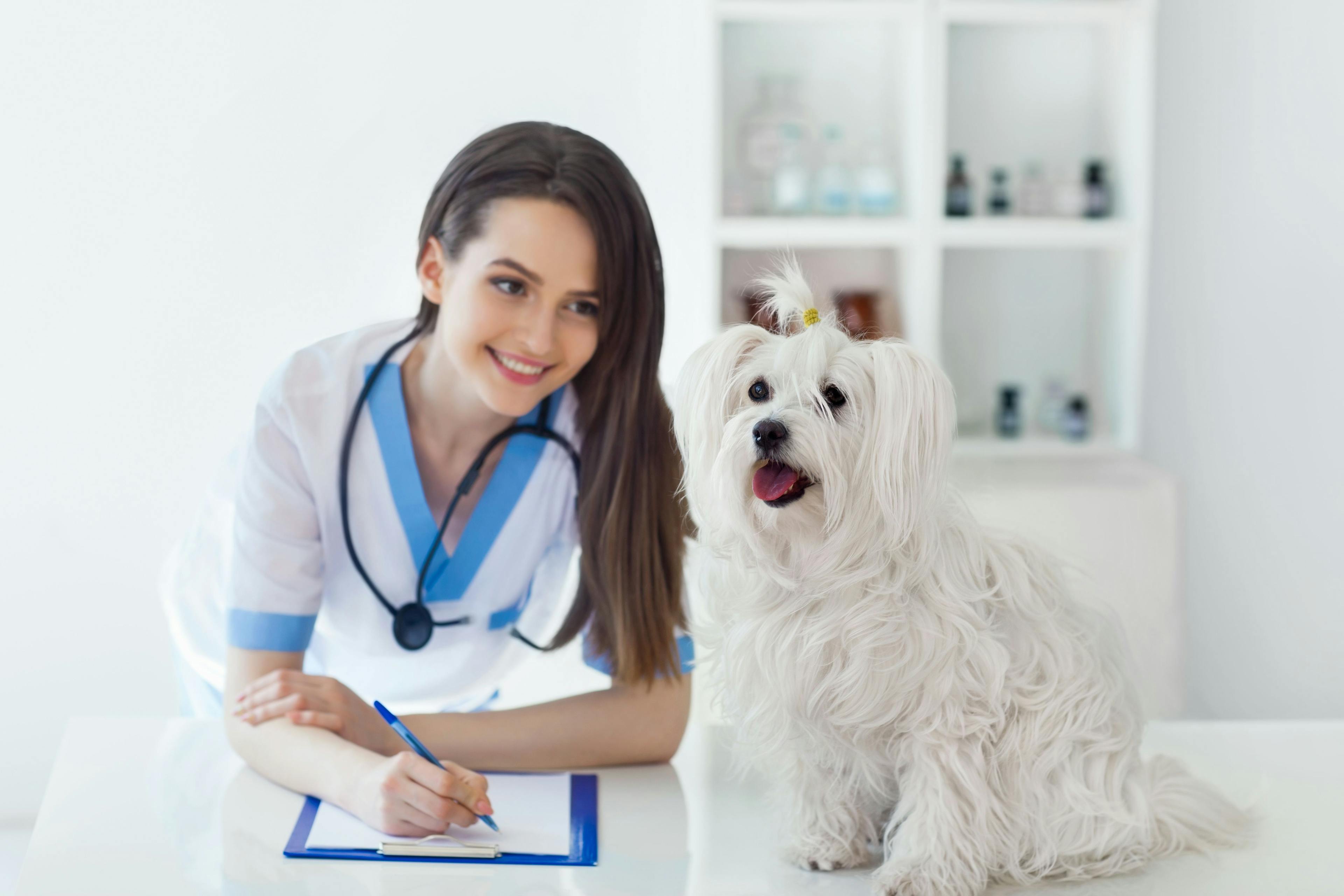 veterinarian with white dog