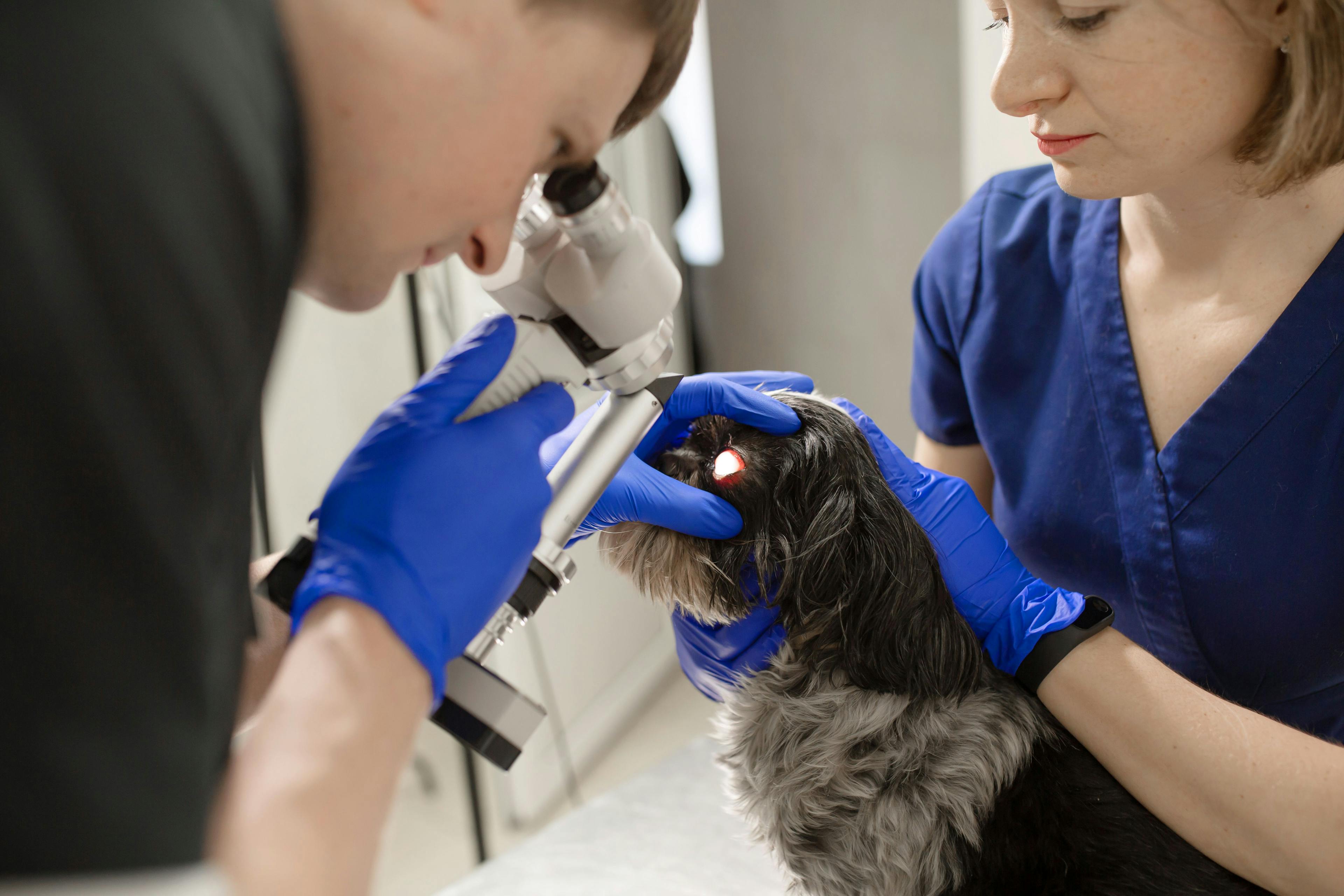 National Service Animal Eye Exam Event registration is now open  