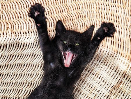 veterinary-Surprise-kitty-cute-black-cat-screaming-173240099_450.jpg