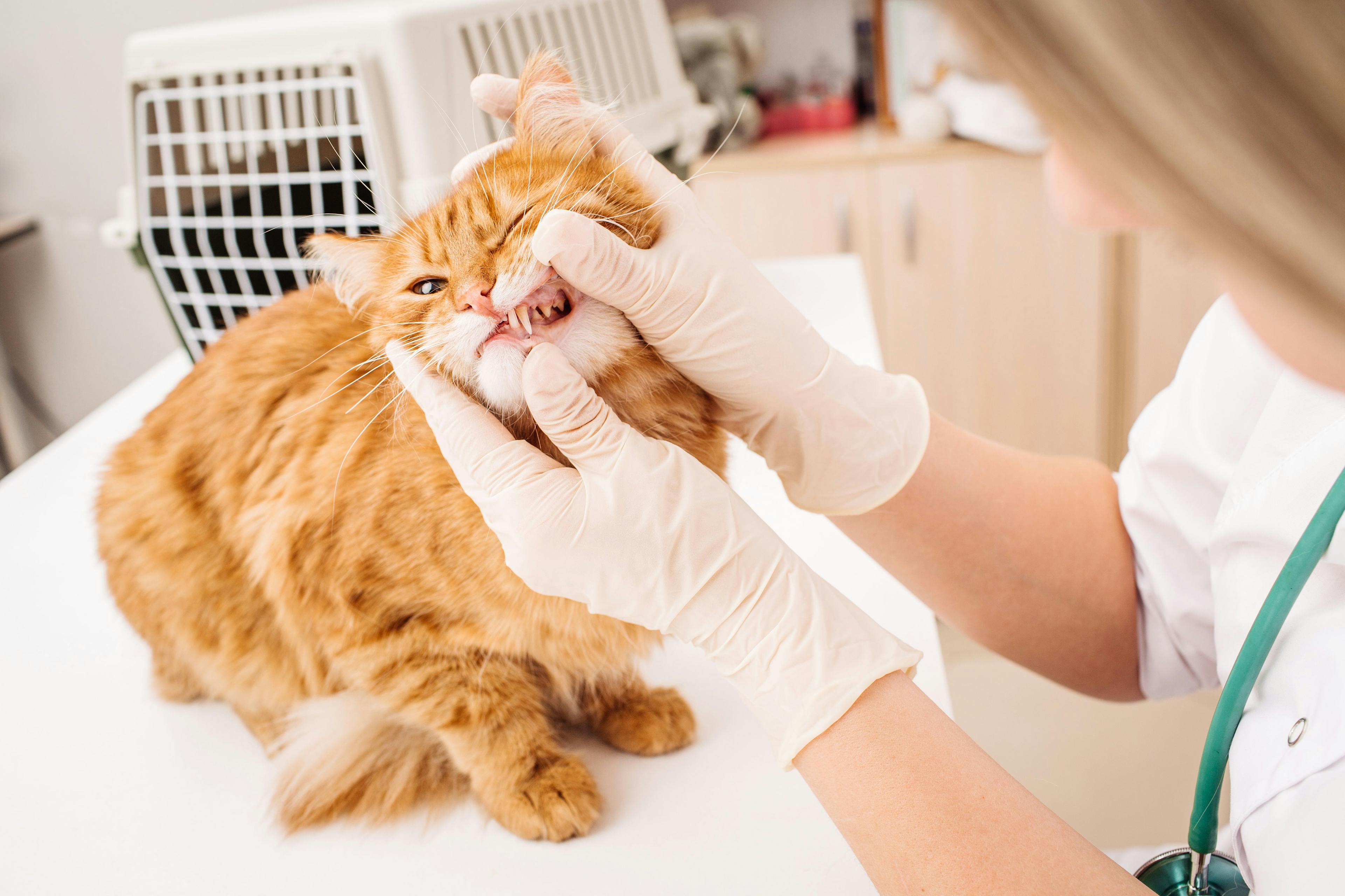 Periodontal disease in cats: Current best practices for diagnosis, treatment and prevention