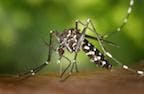Role of Mosquito Microbiota in Reducing Malaria Transmission