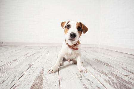 veterinary-puppy-at-home-dog-at-white-450px-shutterstock-492376996.jpg