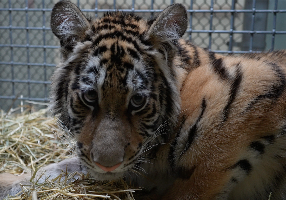 The 8-month-old female tiger cub is currently receiving extended care at the Oakland Zoo (Image courtesy of the Oakland Zoo) 
