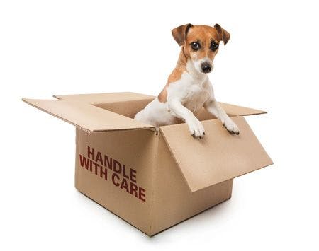 veterinary_dog-in-box_1_450px_483959541.jpg