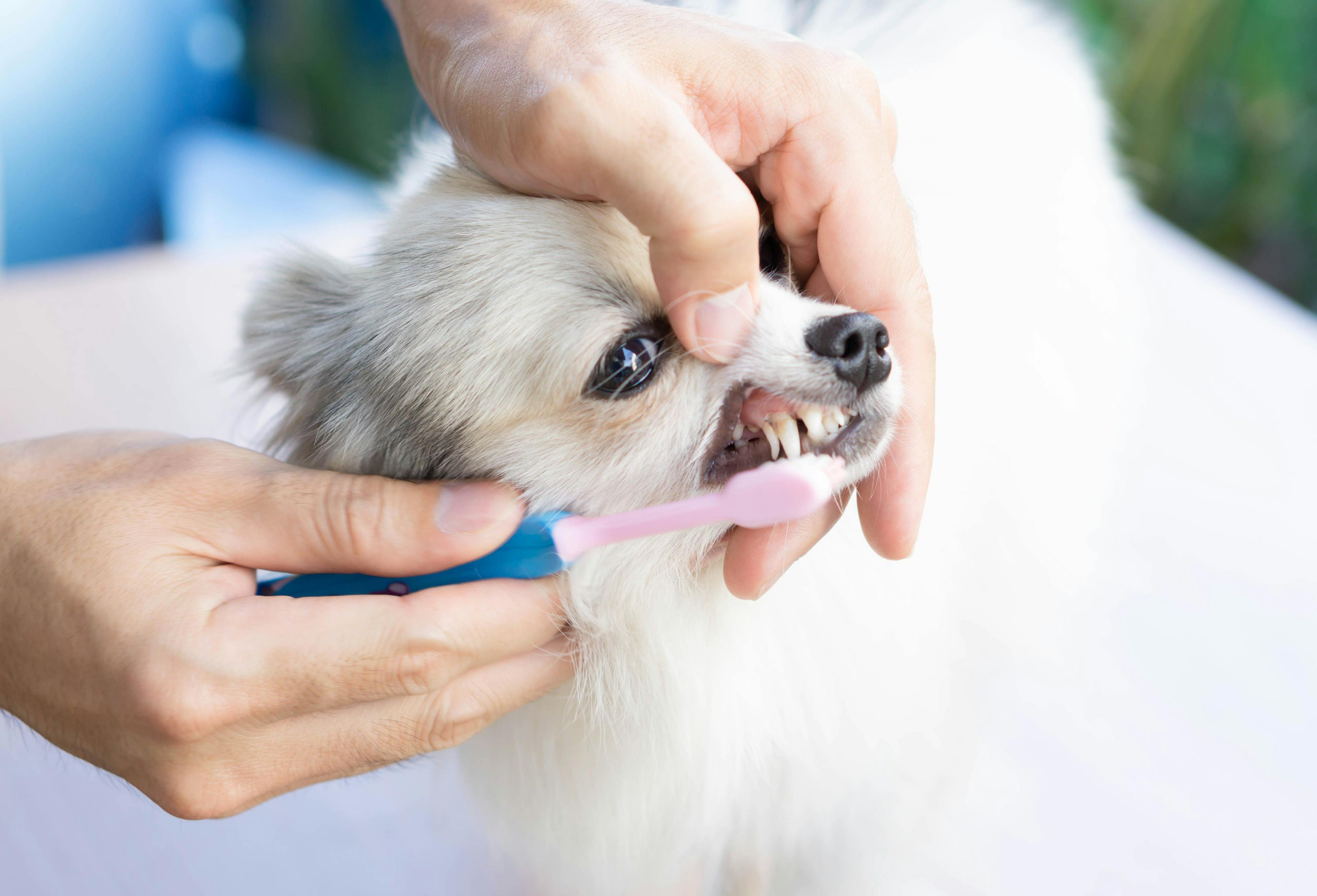 Person brushing a dog's teeth / mraoraor
