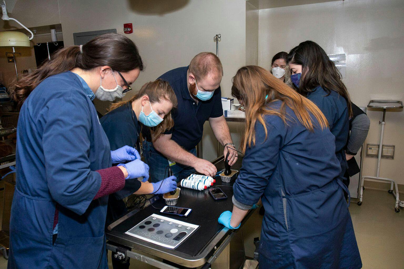 Purdue veterinary students introduced to the Butterfly iQ+ Vet ultrasound while in a skills lab.(Photo courtesy of Purdue University College of Veterinary Medicine). 